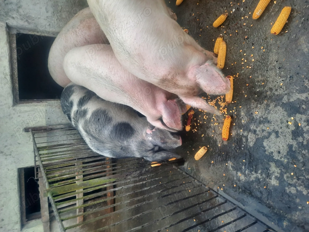 Porci pentru sacrificat