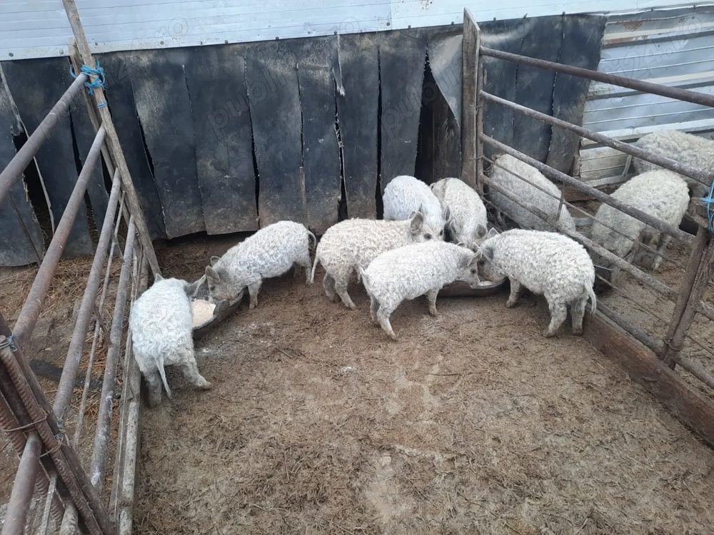 Porci Mangalița!!!