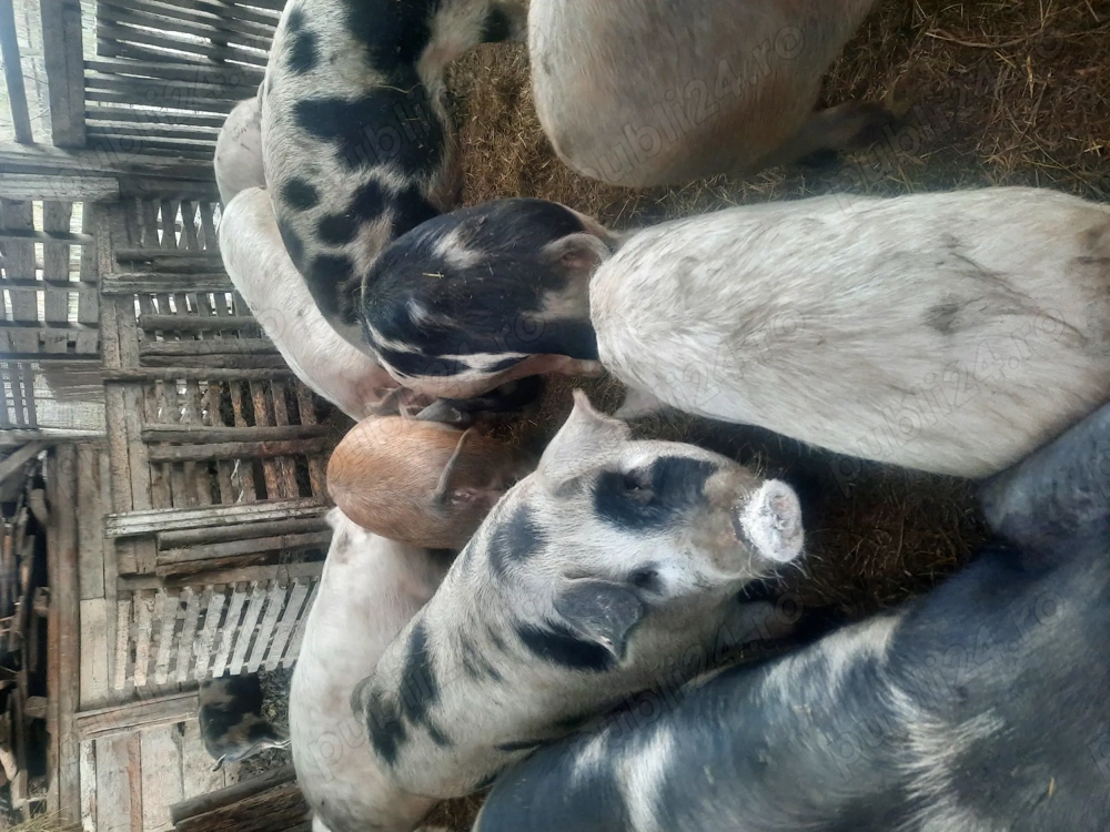 Soldani  de  vânzare 