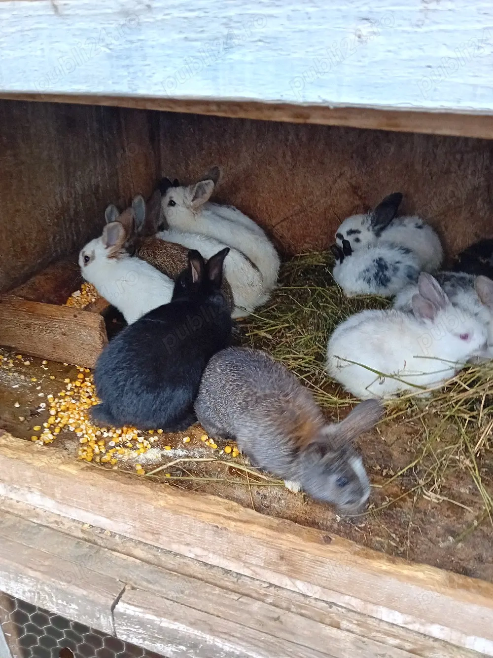 vand iepurasi 11 bucati la 200 de lei