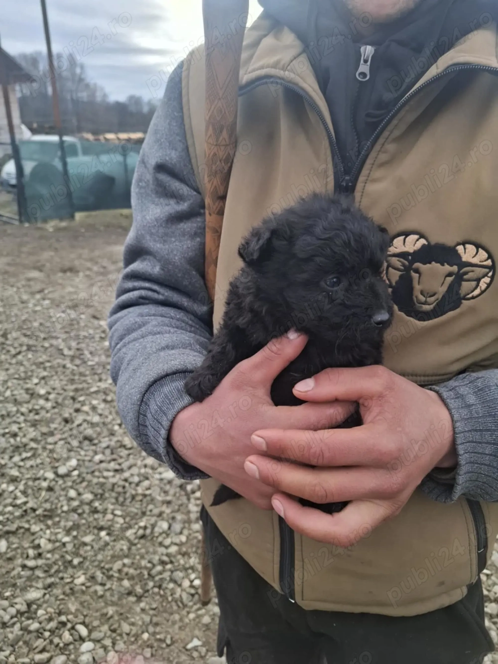 Căței de intors -Mudi 