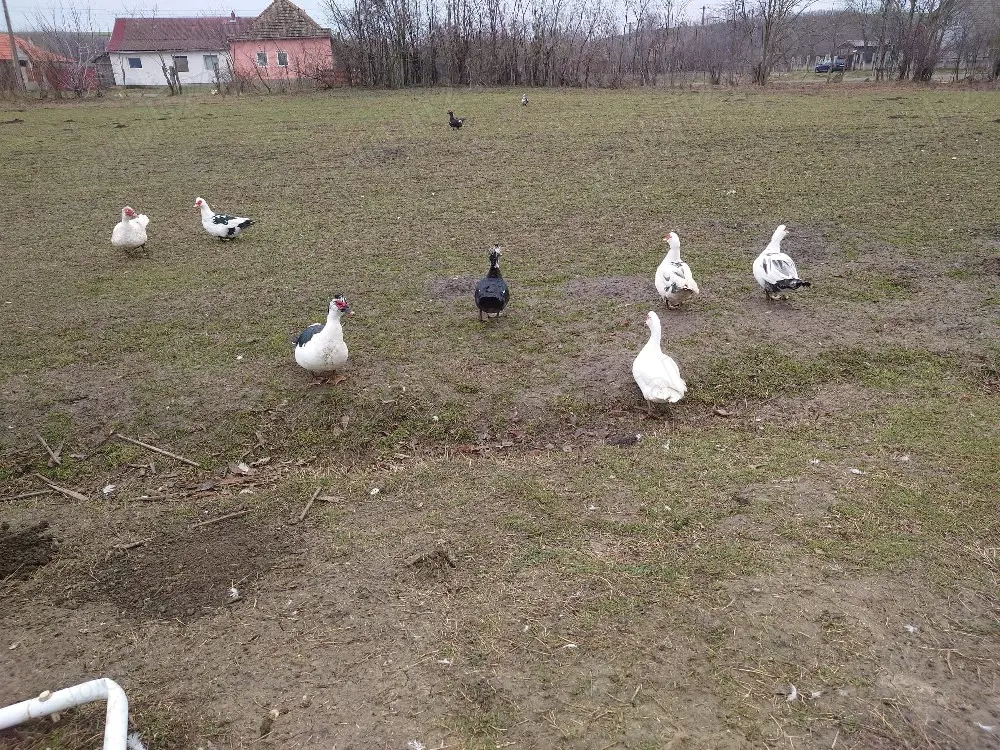 Rate și rățoi mute 