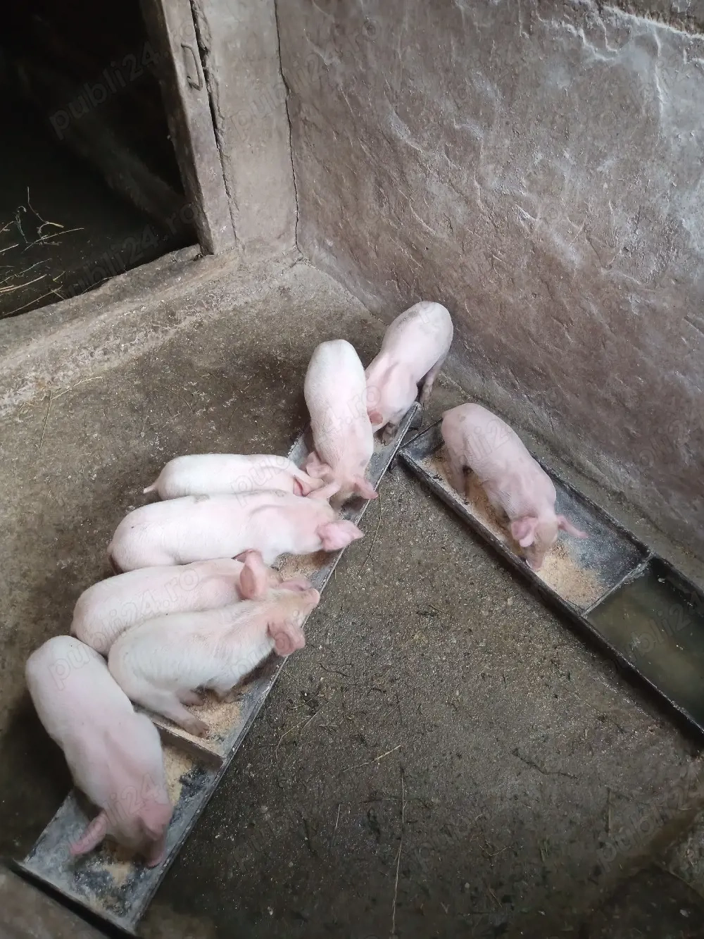 Purceii sunt antarcati sunt doar 8 buc mănâncă singuri faina uscată scroafa,este la a 3 fatare
