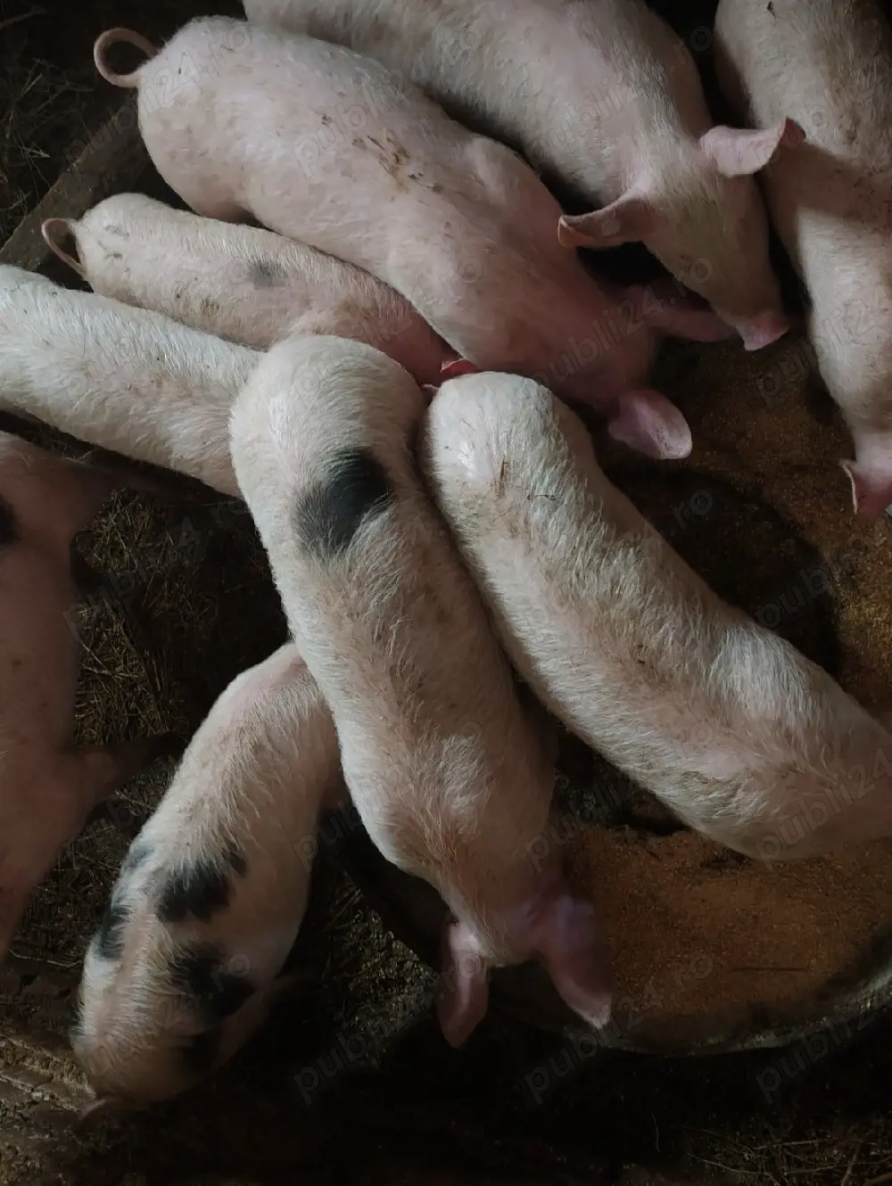 Vând purcei de 3 luni jumătate 