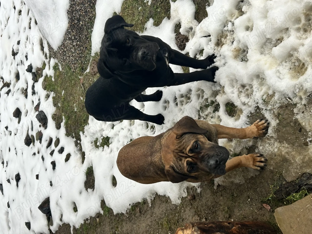 Donez caini Cane Corso