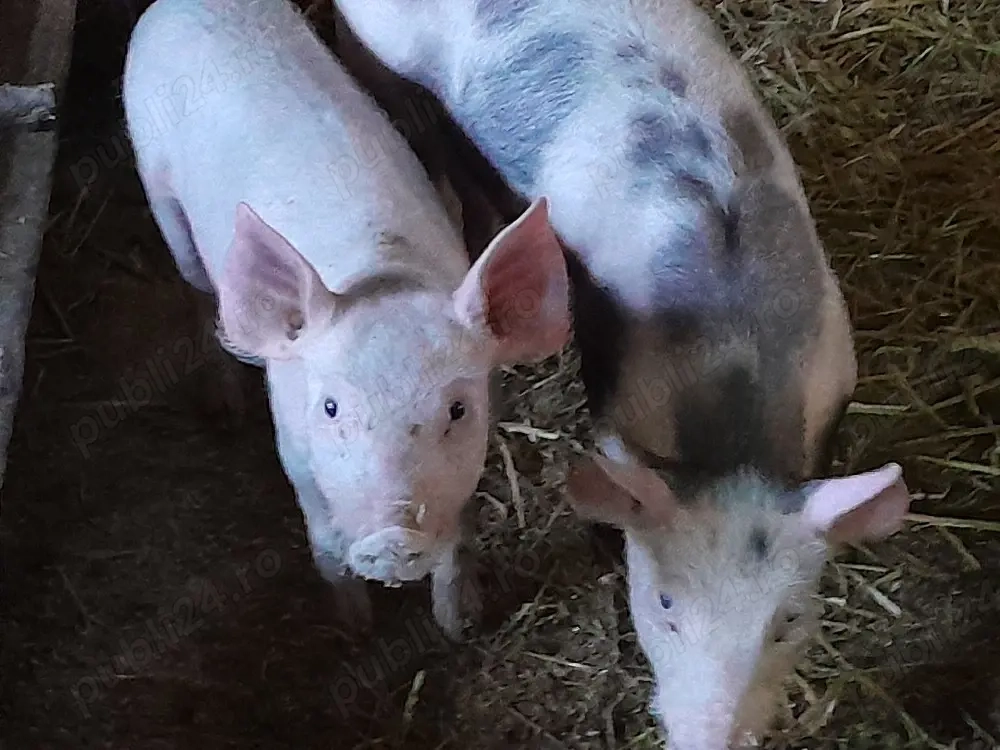 purcei pietran cu landras 