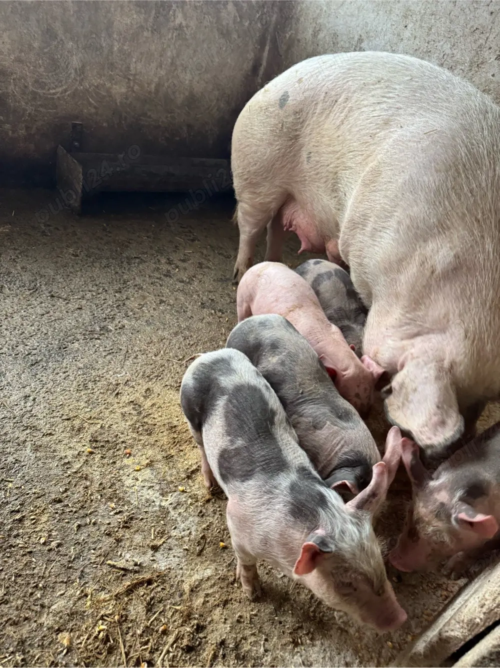 scroafa 170kg cu 5purceii