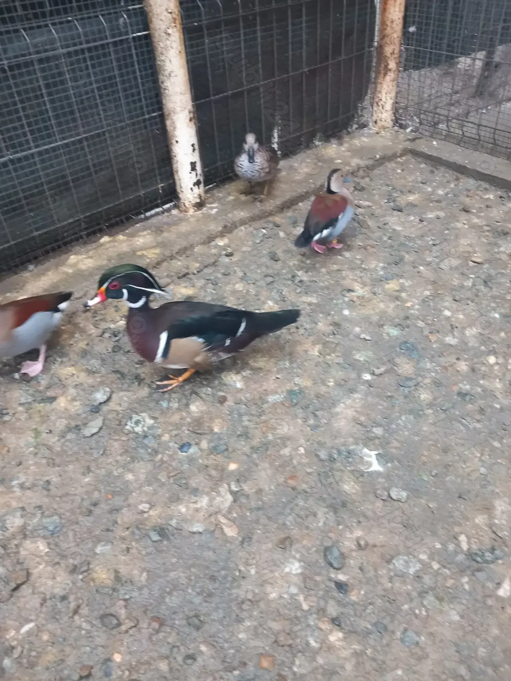 Vând rațoi calorin