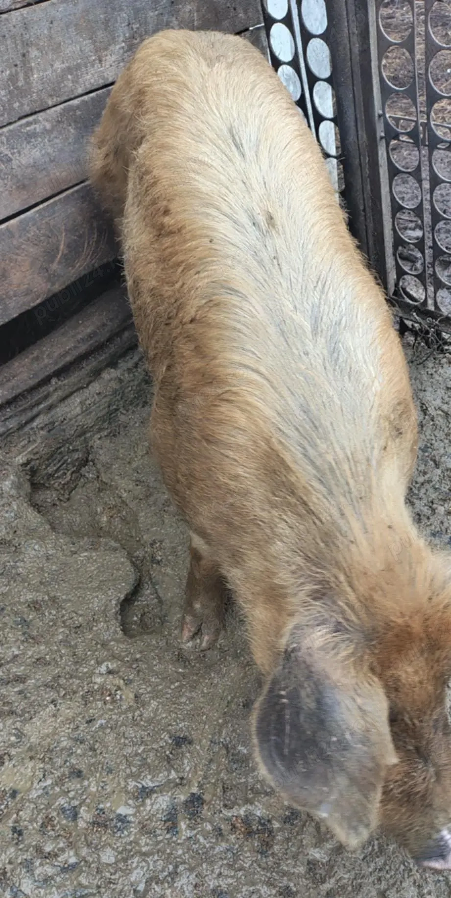 Porc de vânzare crescut la țară 90 kg