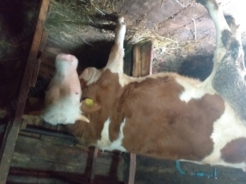 Vand vaca de 4 ani gestantă