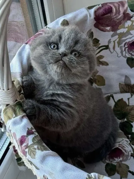Scottish Fold puiuti 