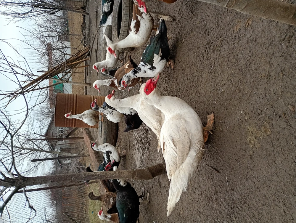 Rate mute tinere de vânzare 100lei