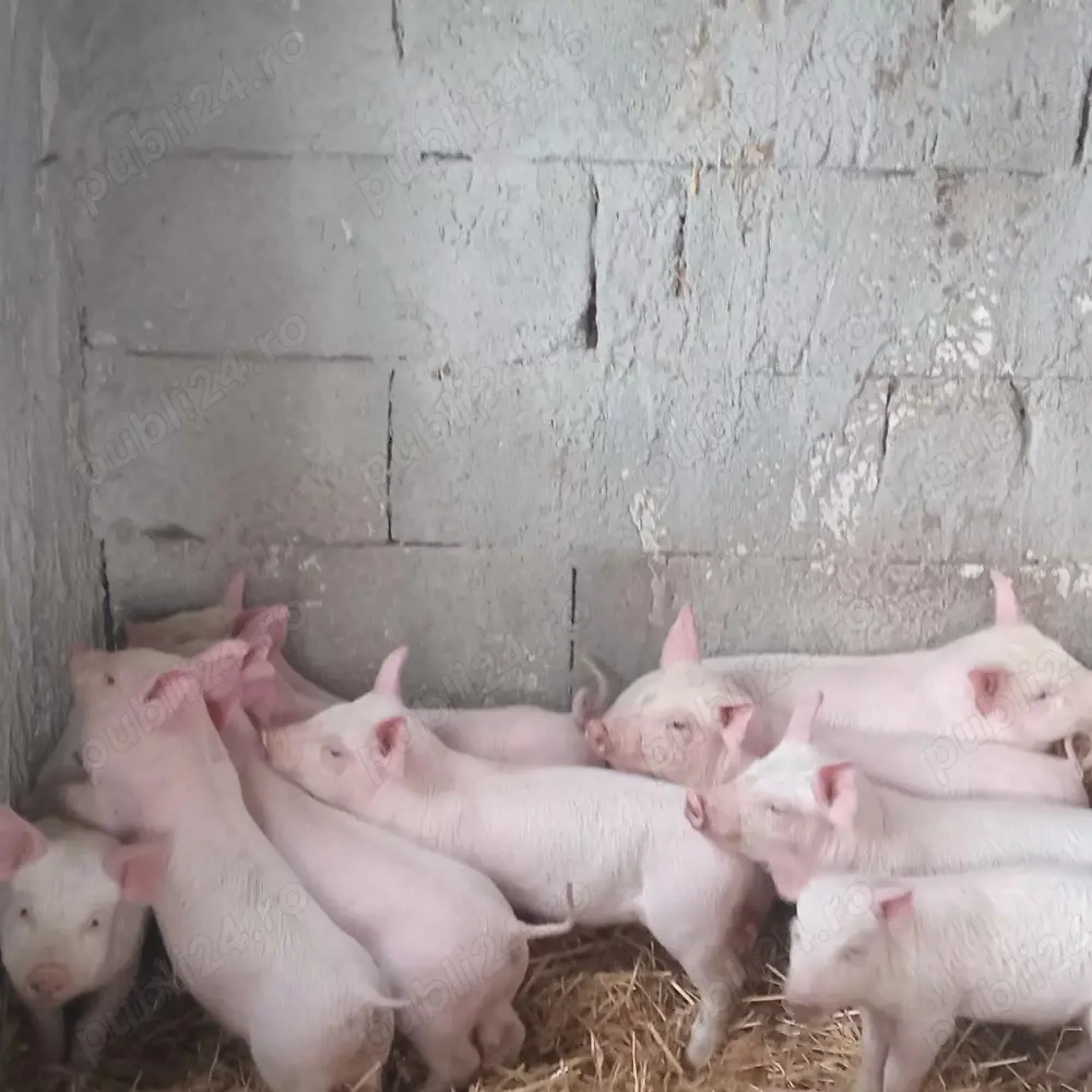 purcei de 7 săptămâni 