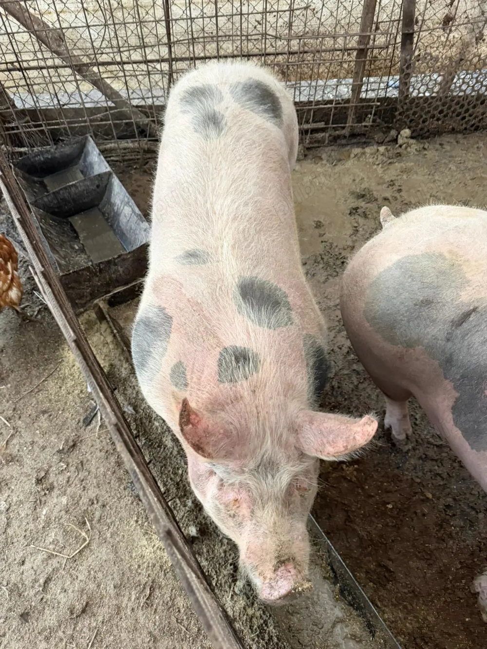 Vând porci in jur de 150kg