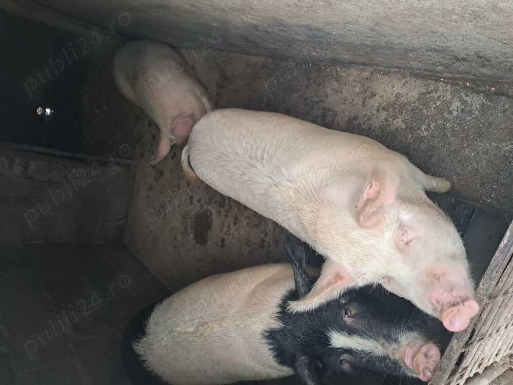 Vand porci 140 150 kg