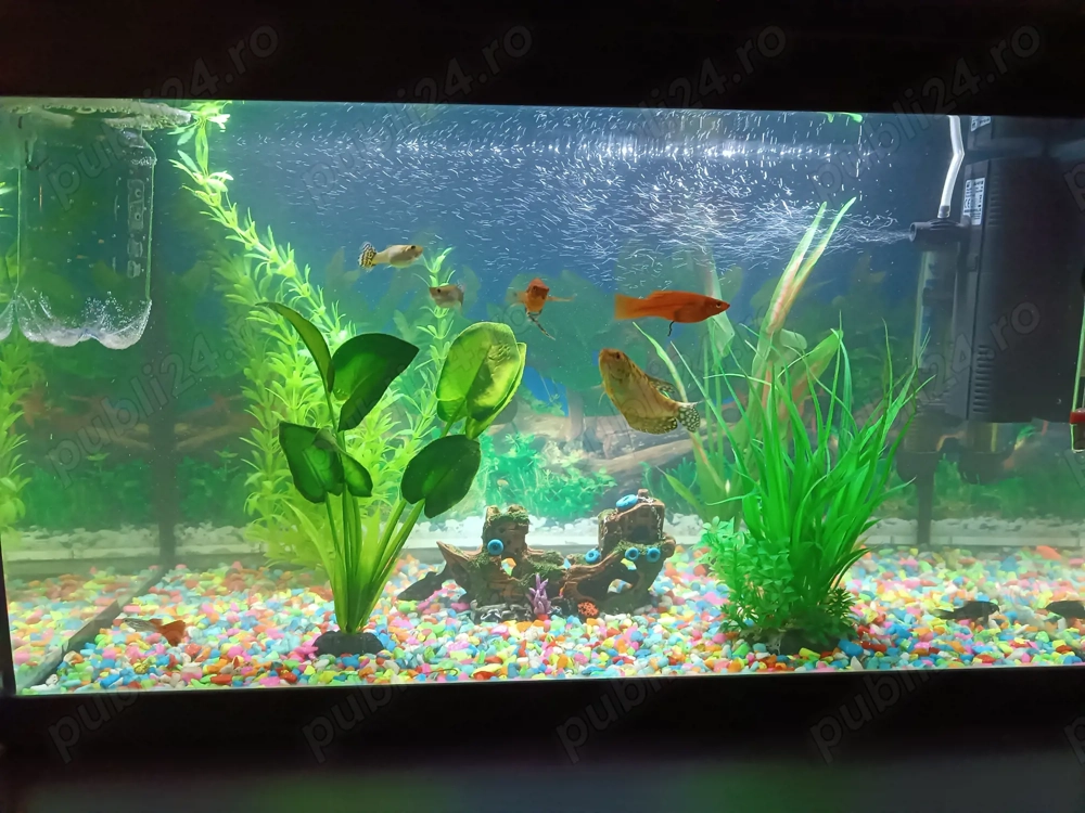 Cadonez peștii urgent  . Galați 