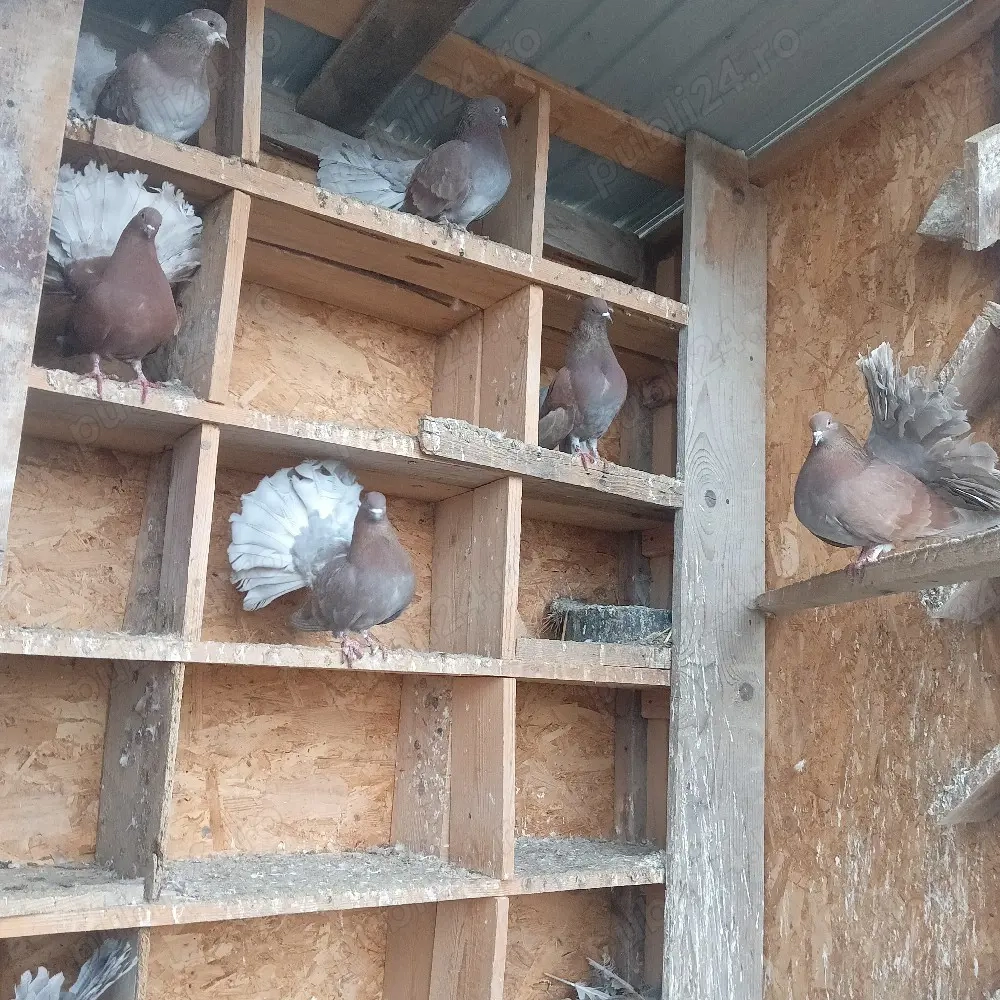 Vand 8 porumbei pava 