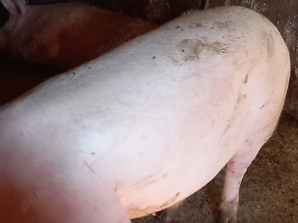 porci mari 200-300kg