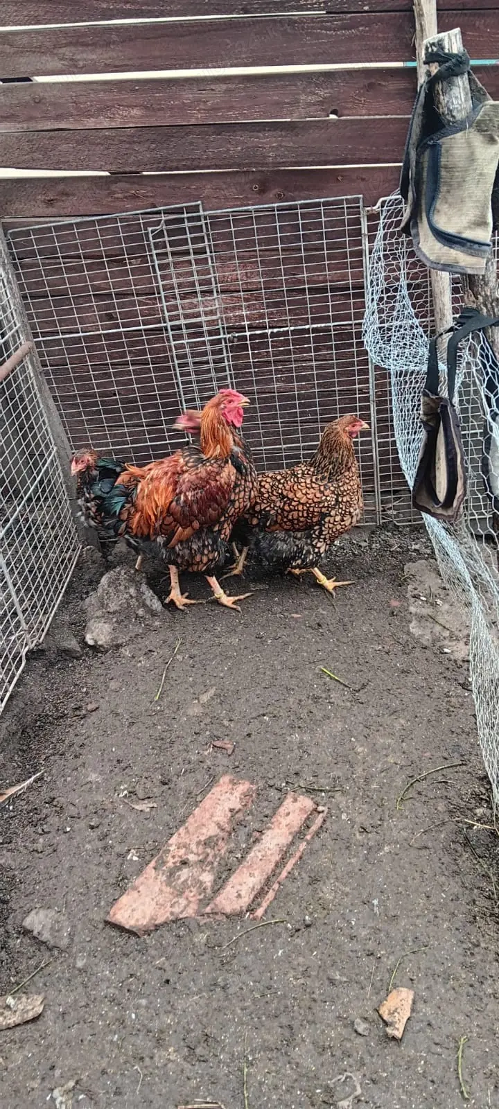 10 gaini de casa si 2 wyandotte gsg