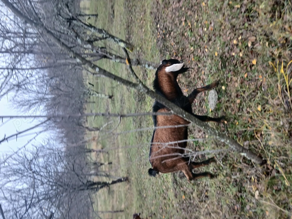 Tap anglonubian 1 an si 8 luni de vânzare