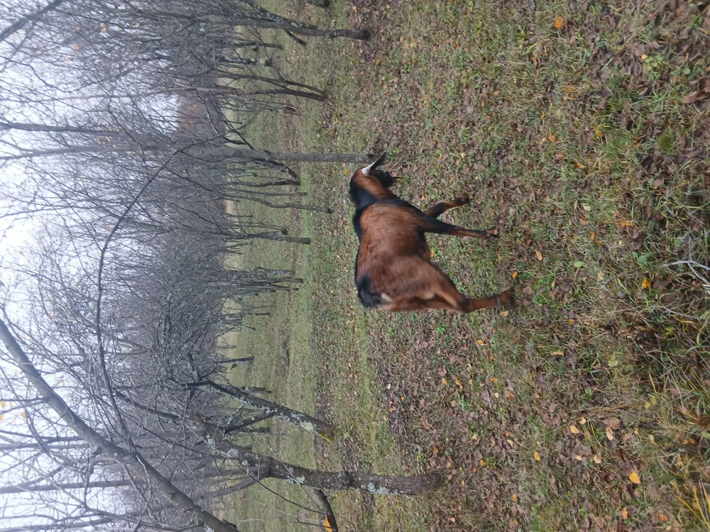 Tap anglonubian 1 an si 8 luni