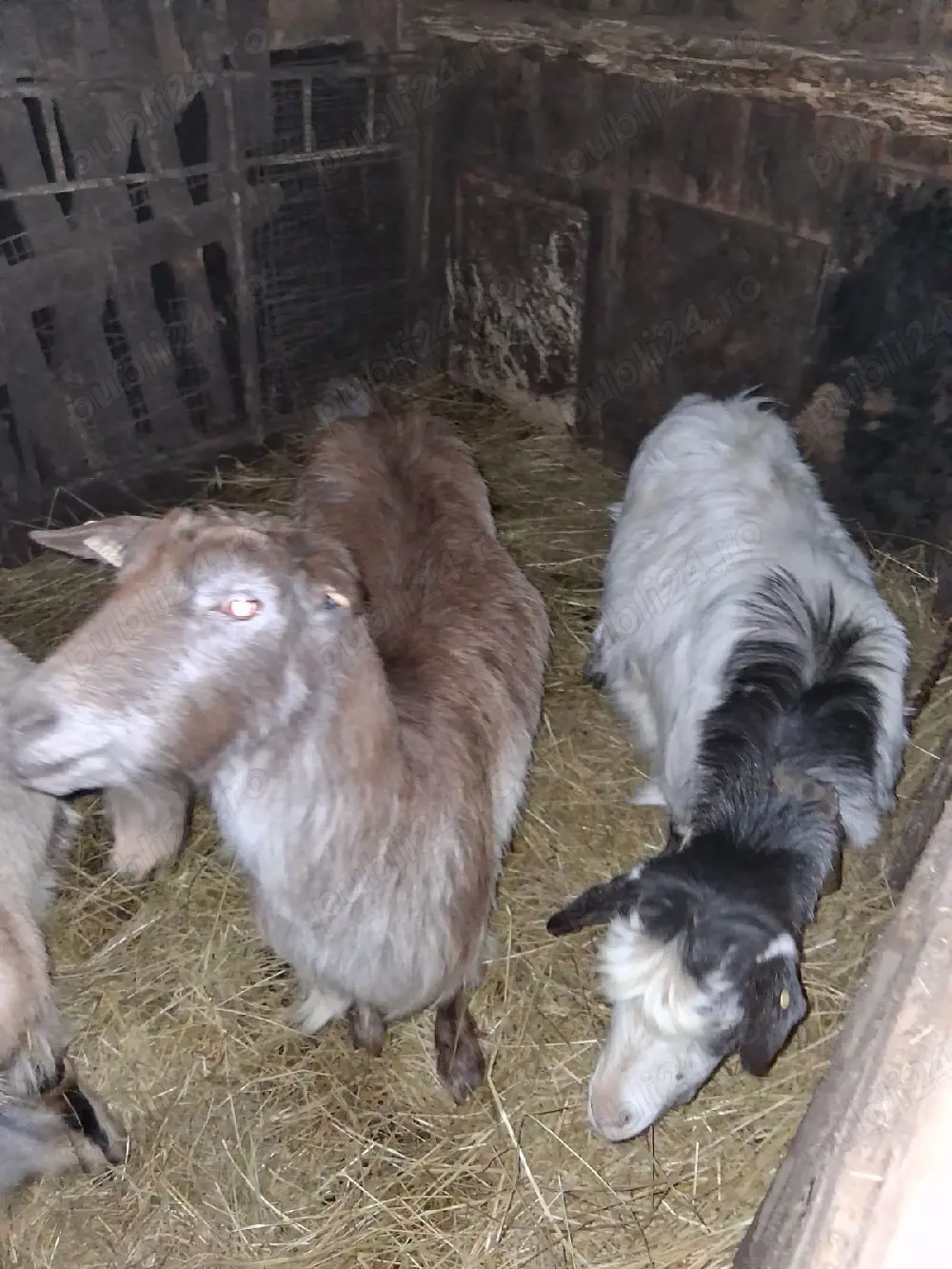 2 capre carpatine gestante