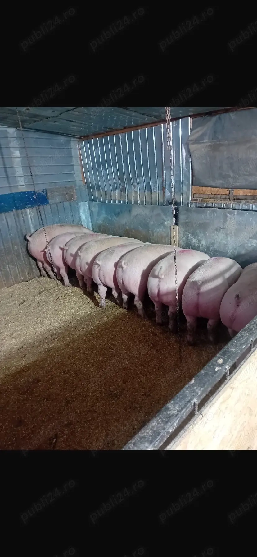 Super marfa !! numai de carne 