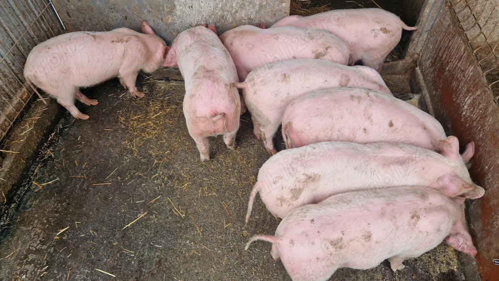 Purcei de vanzare 3luni