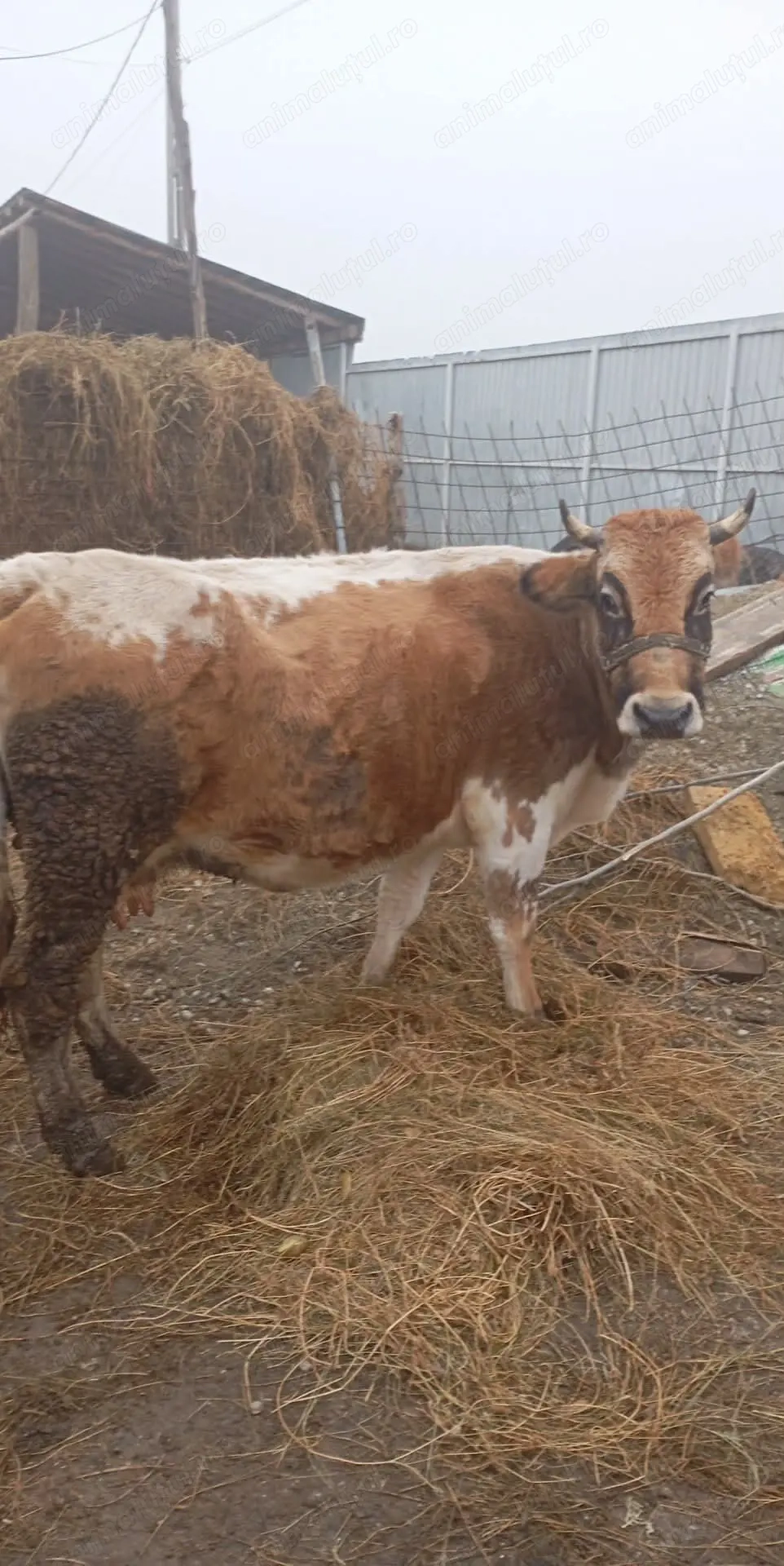 De vînzare mai multe detali la nr  