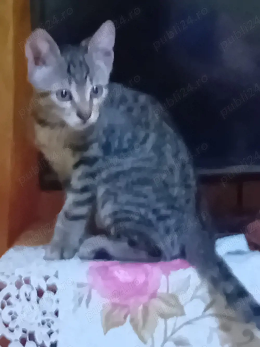 vand motanel siberian de padure 