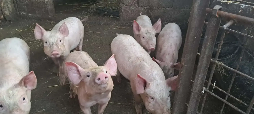 Purcei de vanzare  crescuți bio