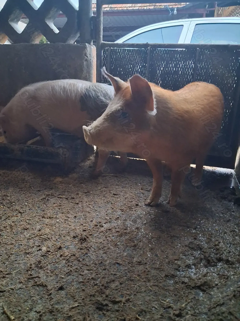 de vânzare 1 mascul și 1 scrofiță rasă marele alb și duroc 