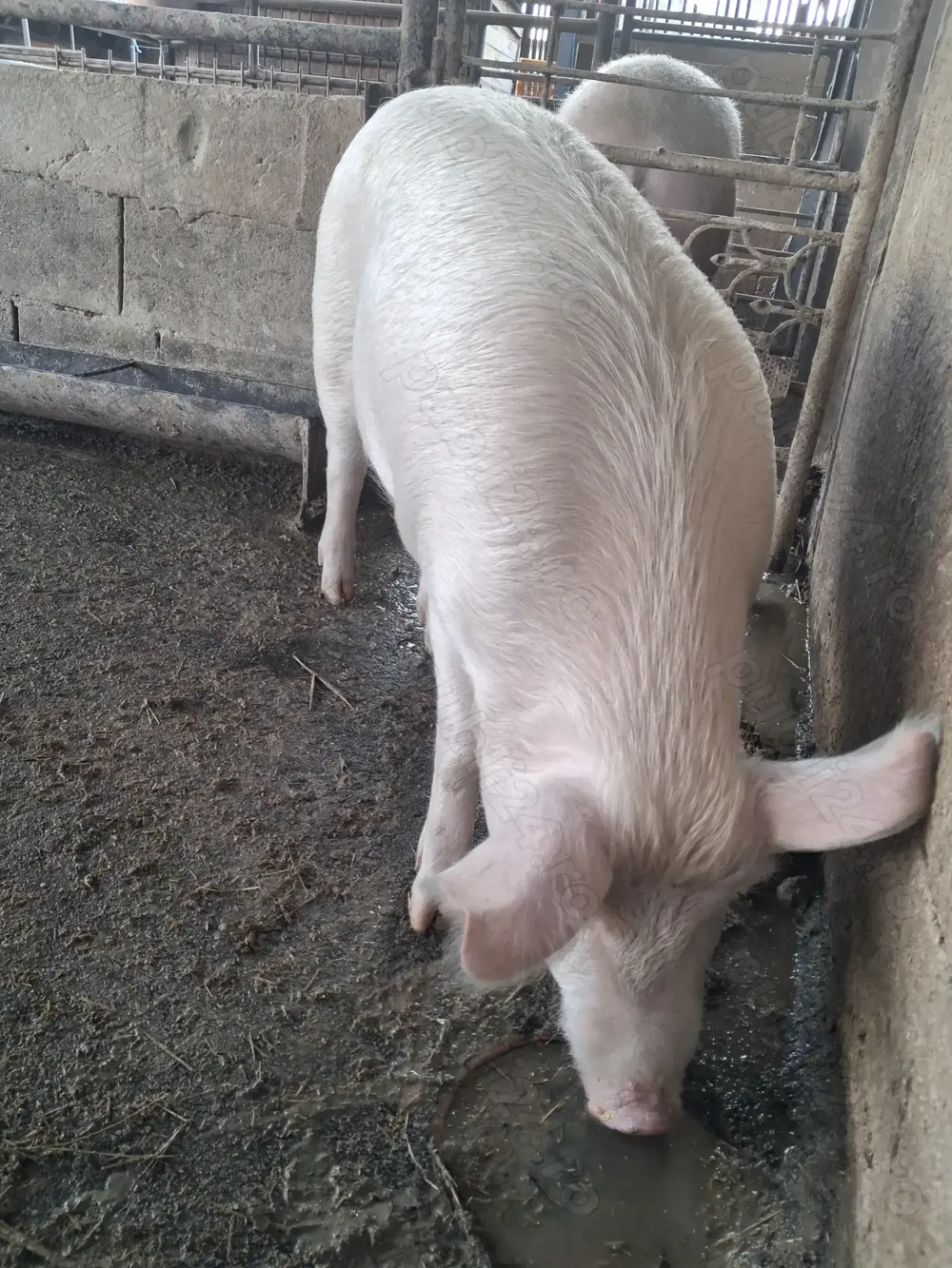 de vânzare 1 mascul 85 kg rasă marele alb ofer transport 