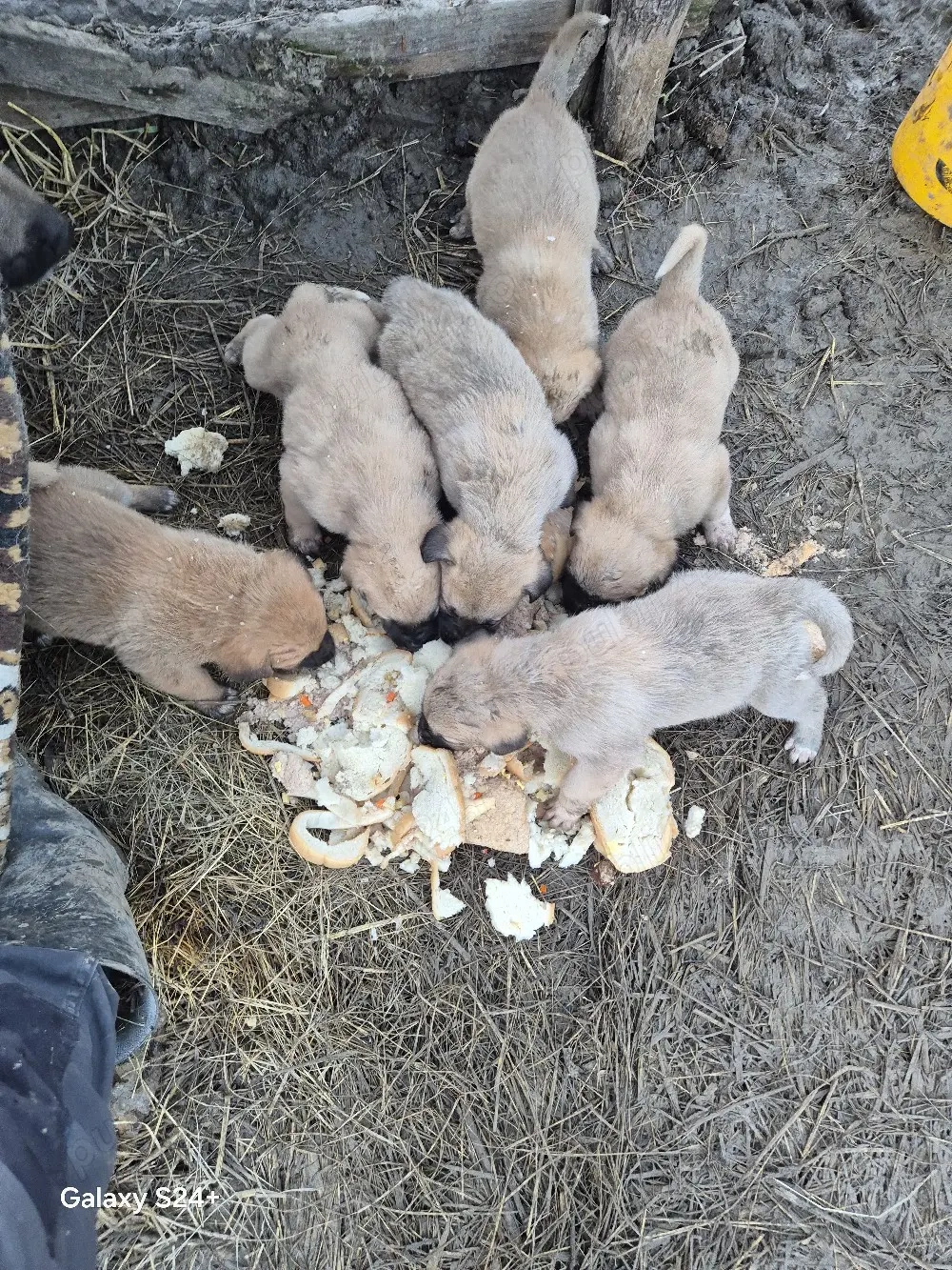 catăi au primul vaciin si de parazitații