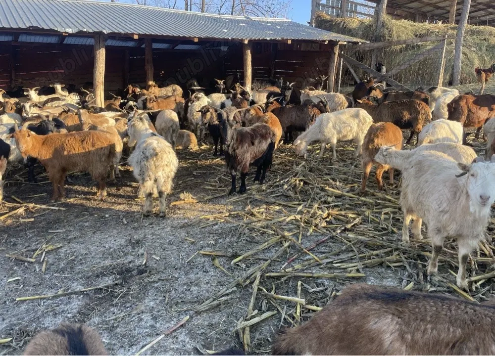200 capre gestante si fatate de vanzare