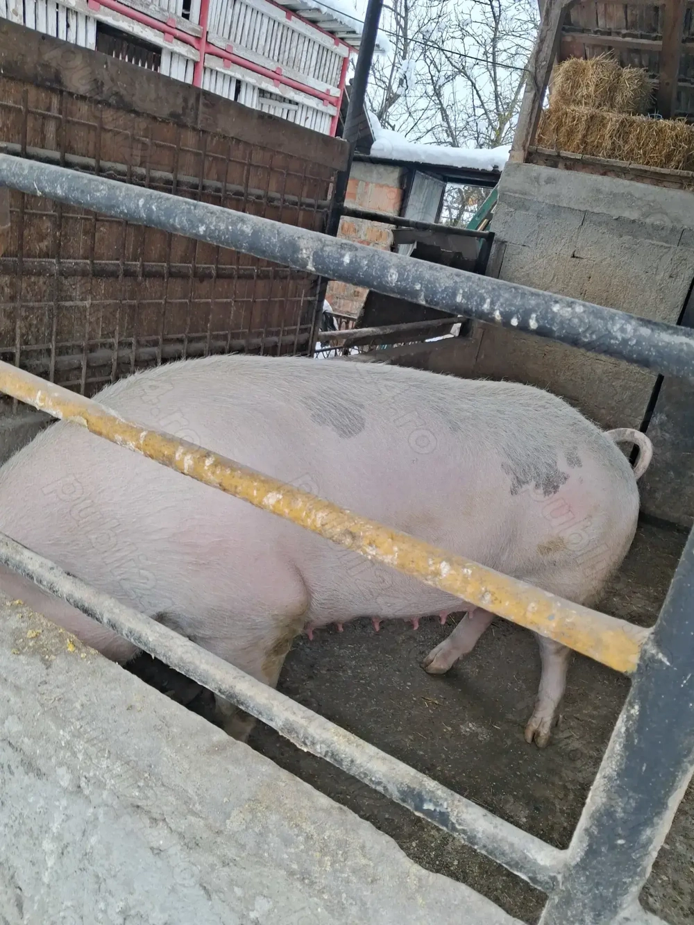 de vânzare scroafă 280 kg rasă marele alb crescută la țară ofer transport la nevoie 