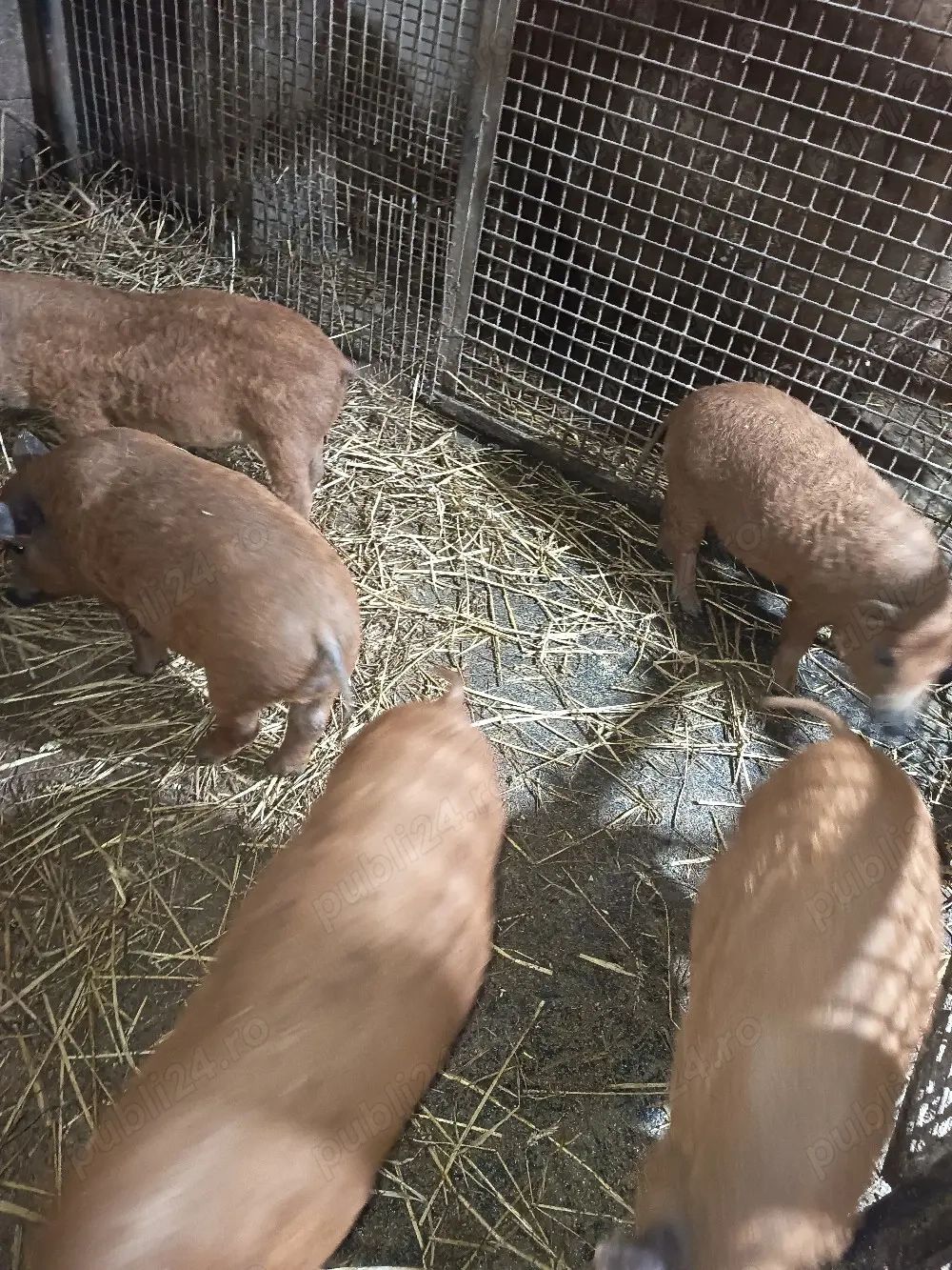 Vand purcei mangalița 