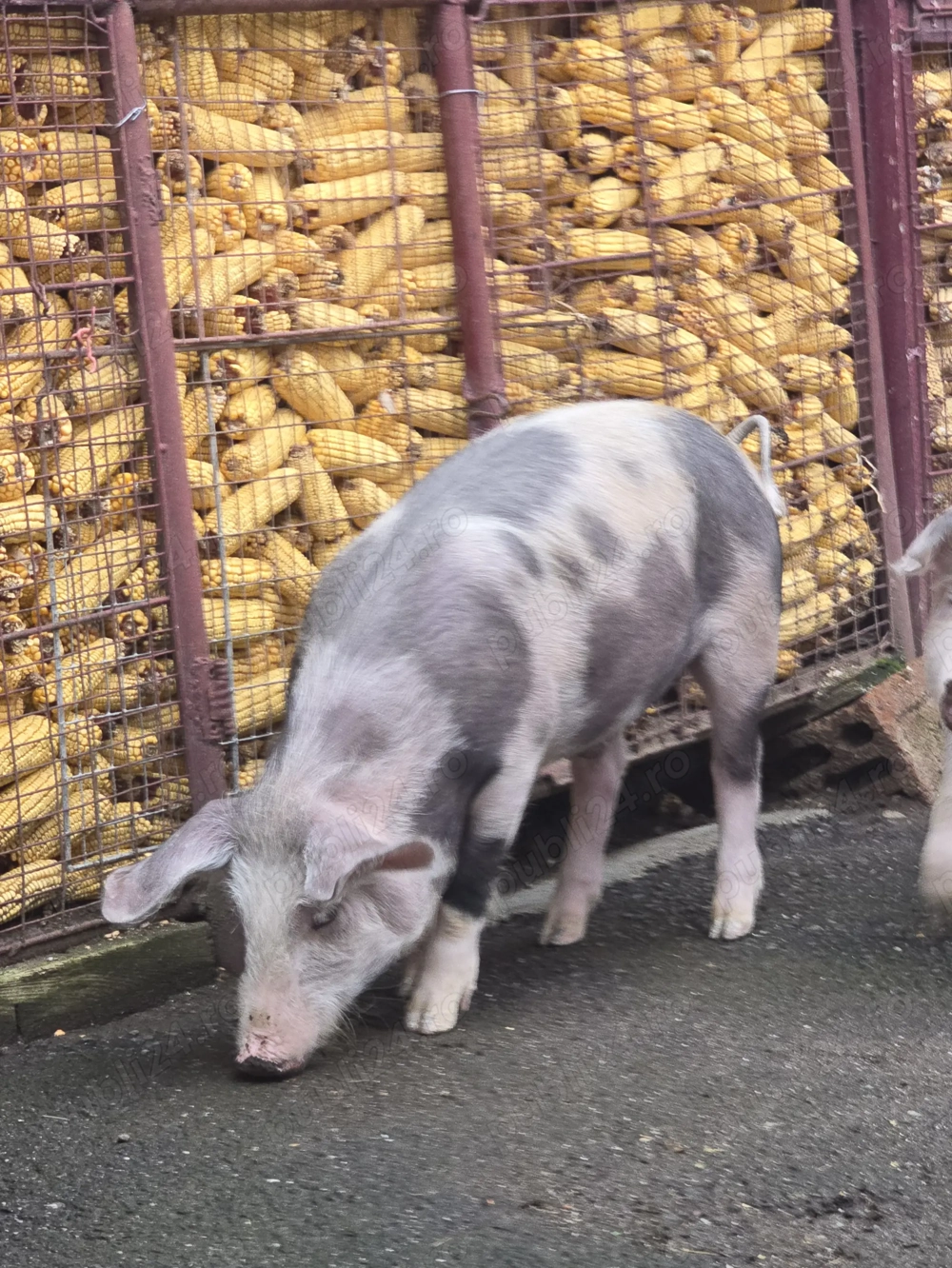 Purcei de 40 - 50 kg