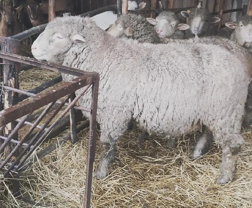 Berbec ile de france