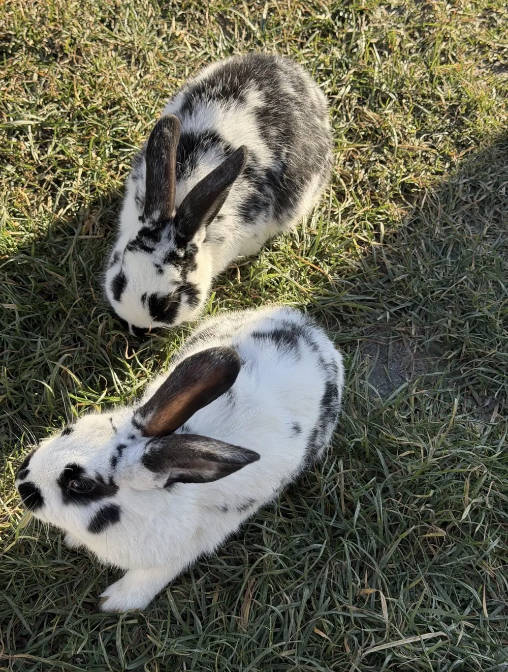 Iepuri de vânzare + un iepuroi rasă pură Rex (ultima poză )