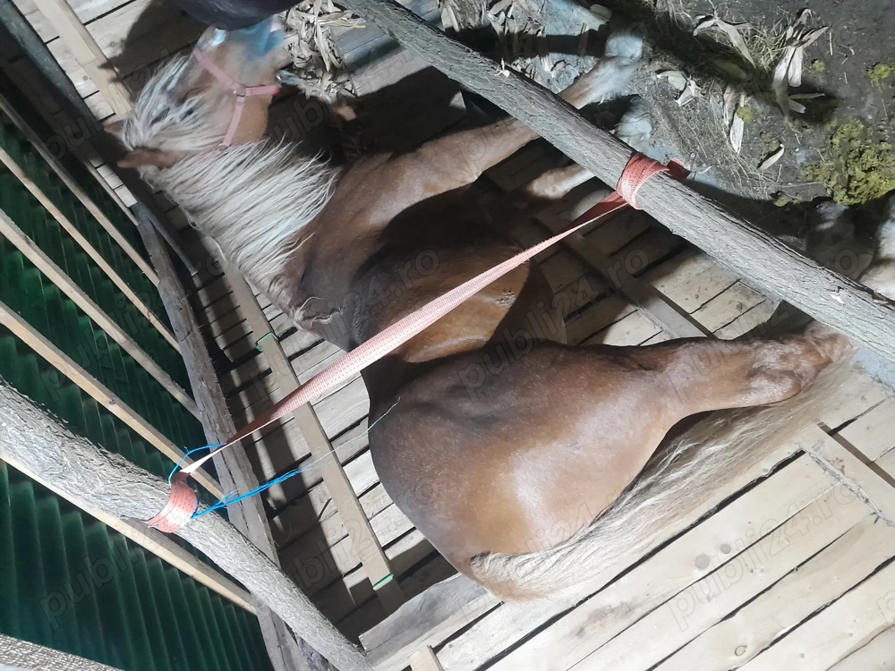 Schimb hărmasar de 3 pe 4 ani 