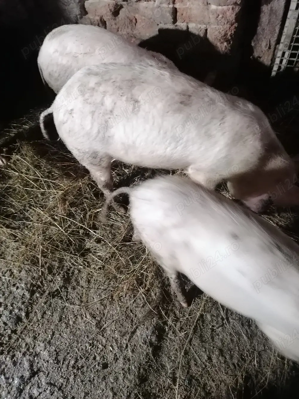 Vor să schimbe locația 