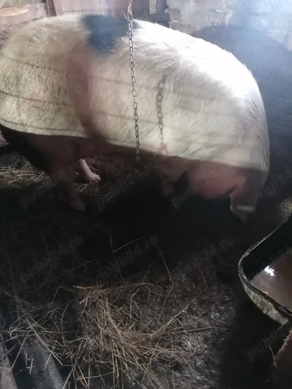 Scroafa vrea să schimbe locația 