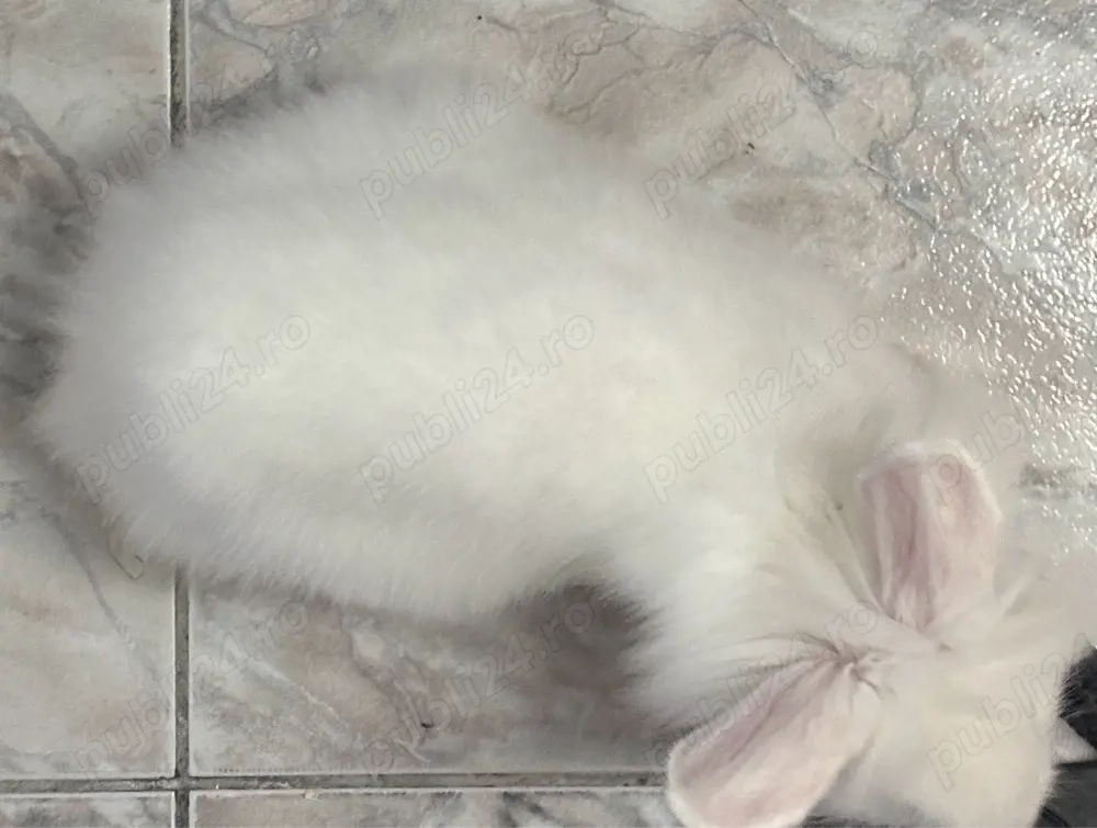 Vând iepure cap de leu 