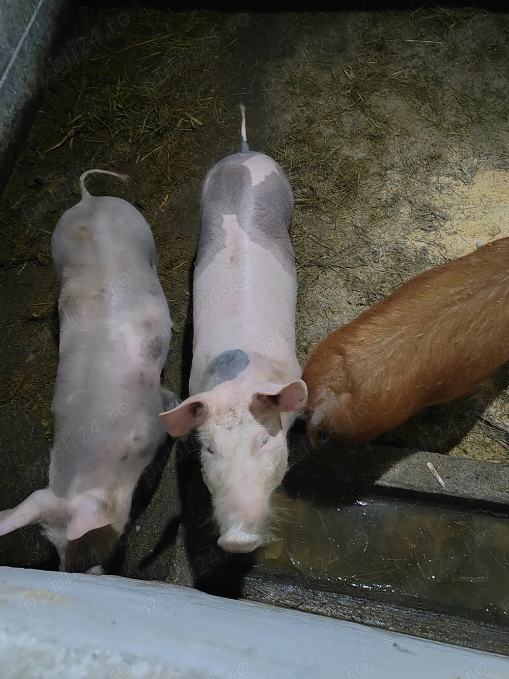 Vând 2 scrofite petrean