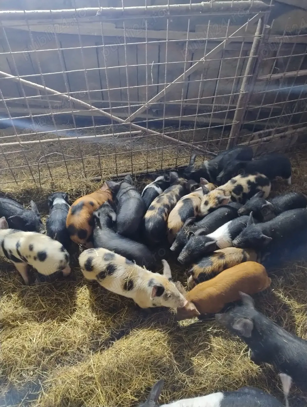 Vand purcei si soldani