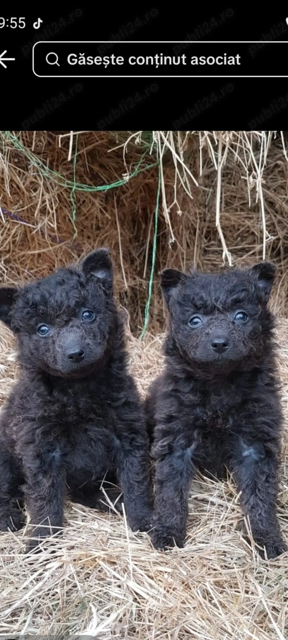 Cățel de întors oi