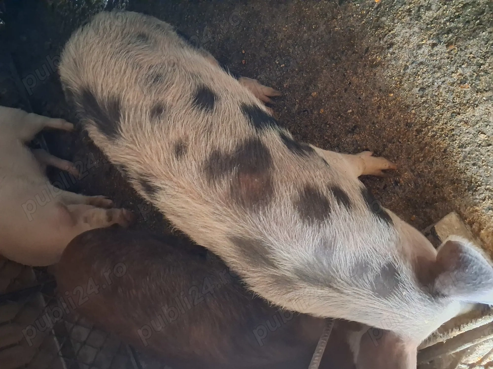 Vind purcea de 6 luni pt.reproductie pret 100 llei si un soldanel  rosu oricare ,impreuna sau separa