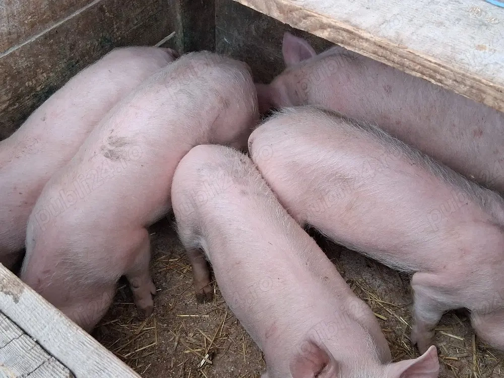 vând 5 purcei de 11 săptămâni 