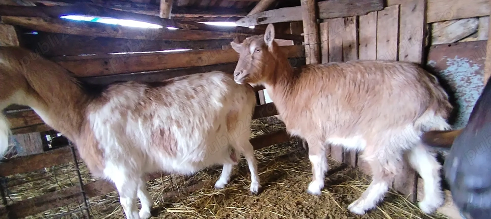 Capra 3 l la mulsoare 